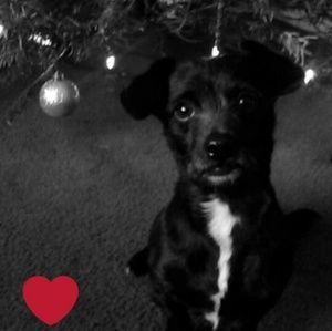 Meet your Posher, Abby